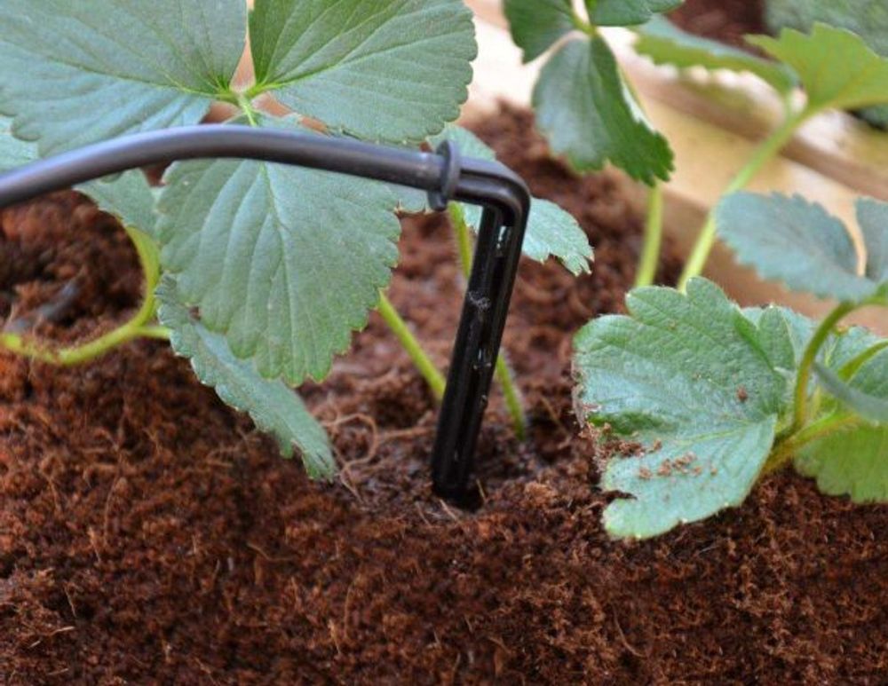 Canopia by Palram - Drivhus dryppvanningssett 