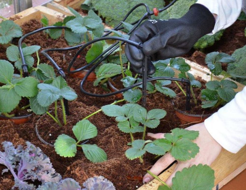 Canopia by Palram - Drivhus dryppvanningssett 